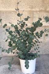 Eucalyptus gunnii plant in grow pot in front of concrete brick wall