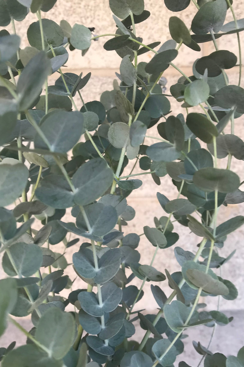 Close up of Eucalyptus gunnii plant in front of concrete wall