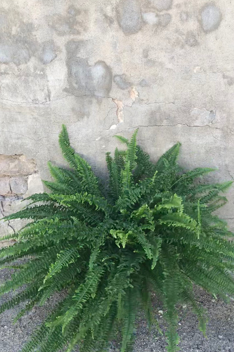 Nephrolepis obliterata 'Kimberley Queen' in grow pot in front of concrete wall