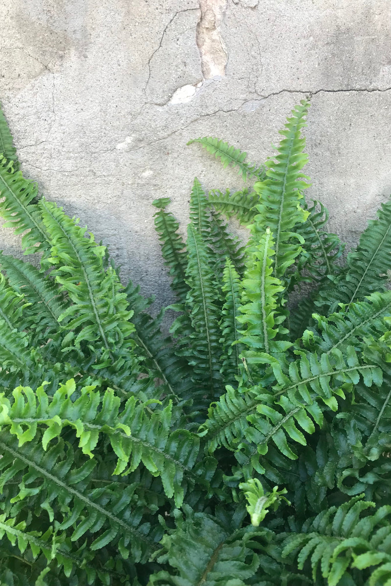 Close up of Nephrolepis obliterata 'Kimberley Queen' fronds in front of concrete wall