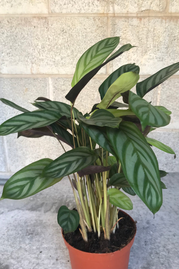 Ctenanthe setosa in grow pot in front of concrete brick wall