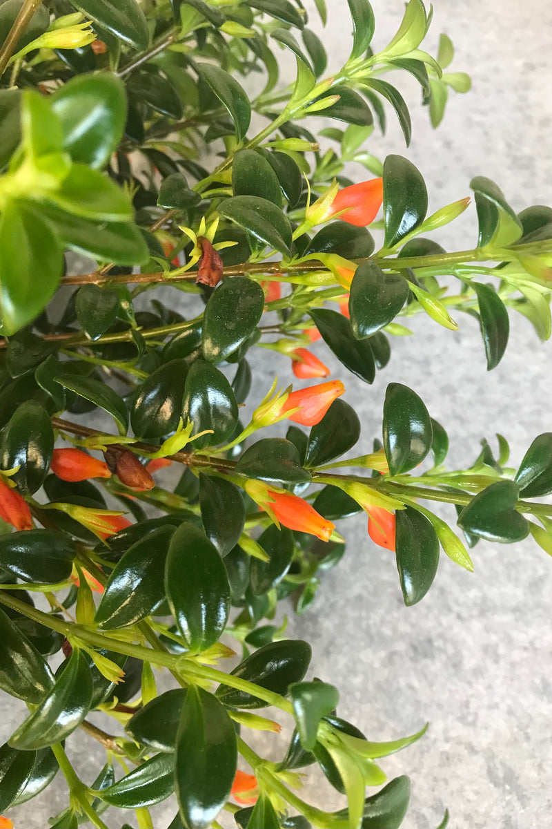 Close up of Nematanthus "Goldfish Plant" leaves and flowers
