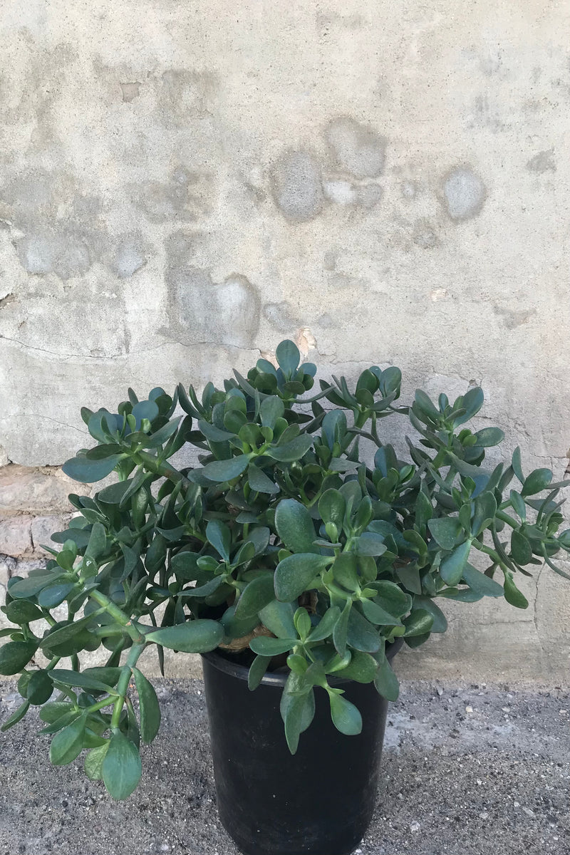 Crassula ovata "Jade plant" in grow pot in front of concrete wall