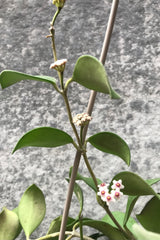 The Hoya nummularioides boasts a gorgeous flower and green foliage!