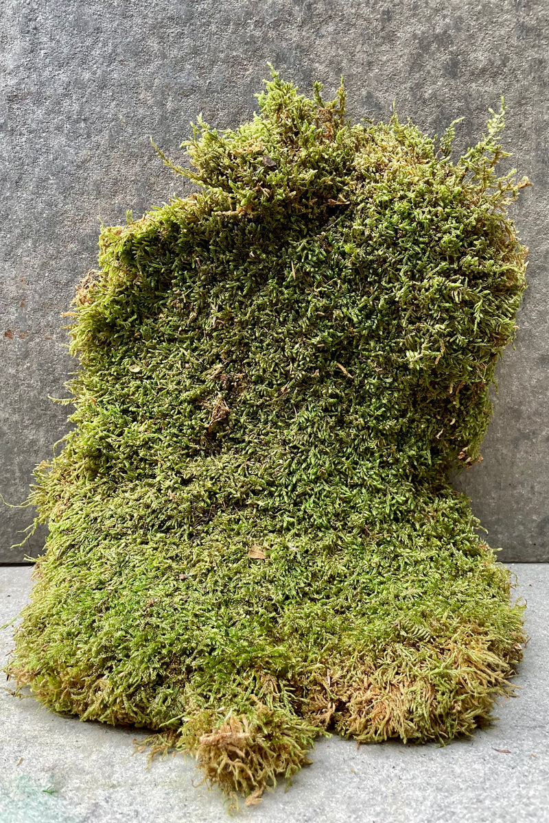 A view of the preserved sheet moss propped against a grey backdrop.