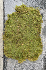 An overall view of the preserved sheet moss. 