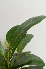 detail photo of Ficus lyrata leaves against white wall