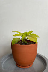 Photo of vibrant yellow leaves of Schefflera in terra cotta pot against white wall