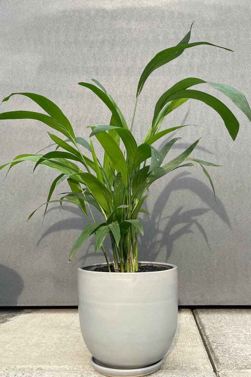6" chamaedorea palm planted in grey pot against grey wall