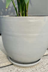 Chamaedorea seifrizii Gray Planter 6"