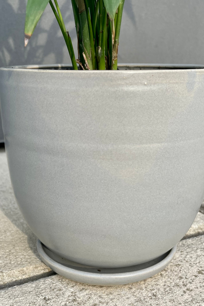Chamaedorea seifrizii Gray Planter 6"