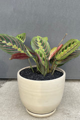 Maranta plant with green leaves and red stripes planted in bare clay pot with saucer against grey wall