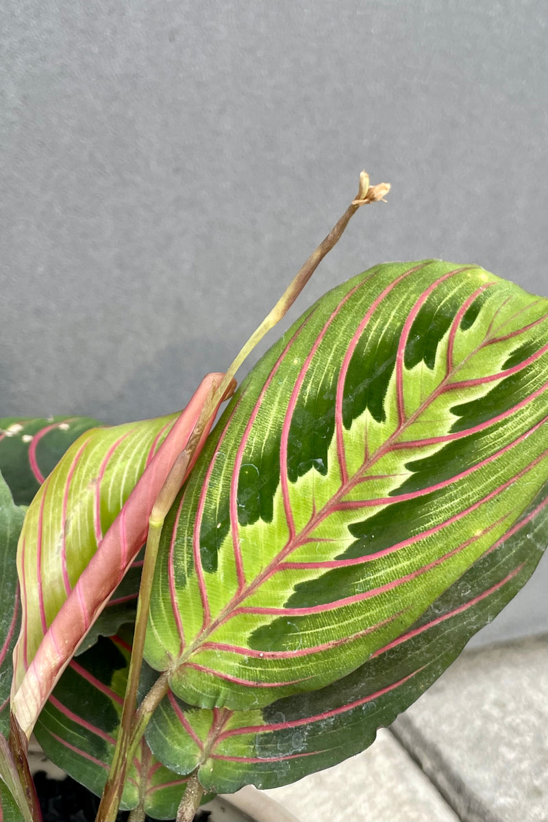 Detail of Maranta leaves with light green, dark green and red stripes