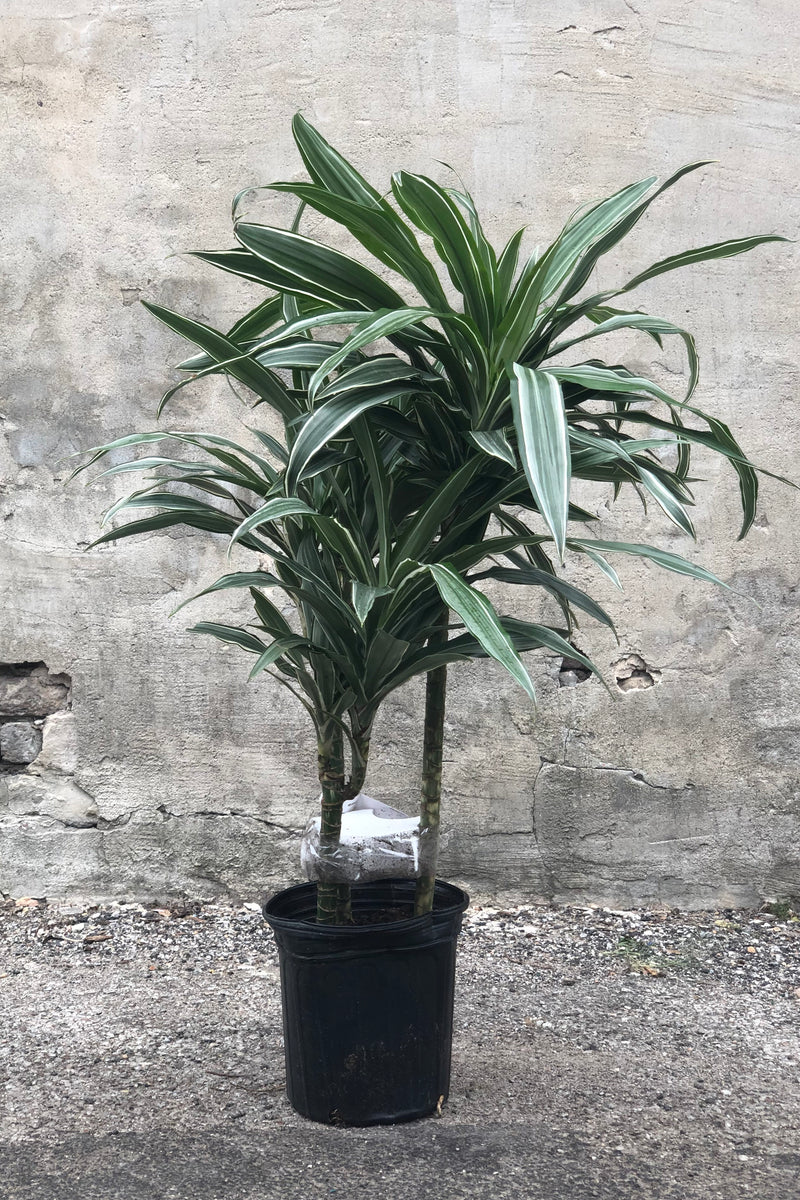 Dracaena deremensis 'Warneckii' cane in grow pot in front of grey concrete background