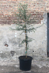 Olea europaea "Olive Tree" standard form in grow pot in front of concrete and brick wall