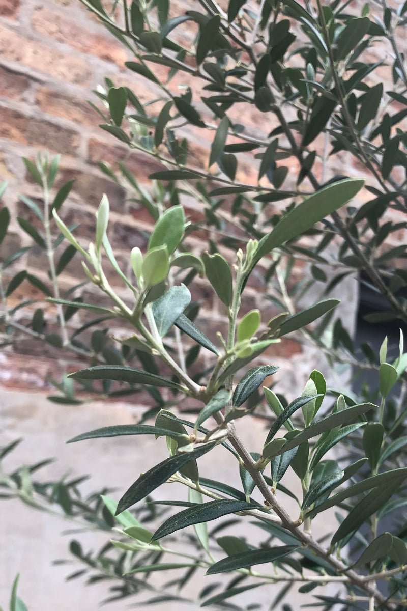 Close up of Olea europaea "Olive Tree" standard form leaves