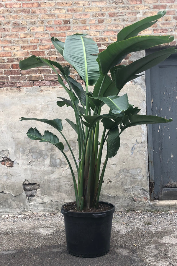 Strelitzia nicolai "White Bird of Paradise" in grow pot in front of concrete and brick wall