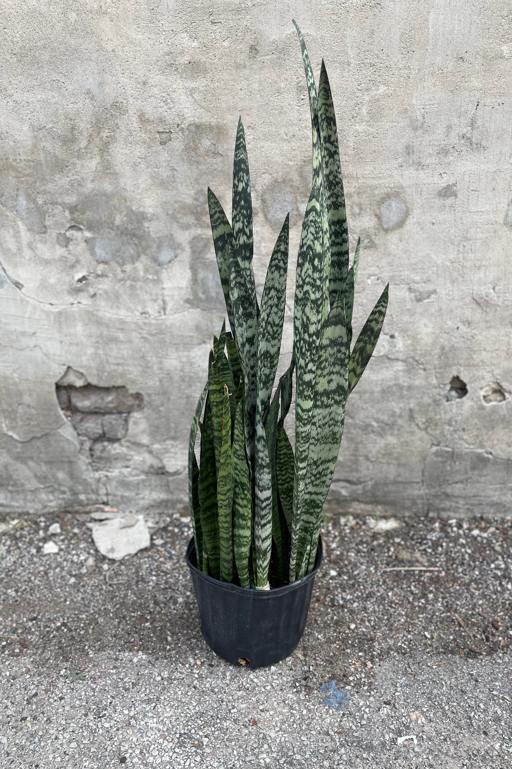 Sansevieria 'Wintergreen' in a 10" growers pot again a concrete wall ©Sprout Home