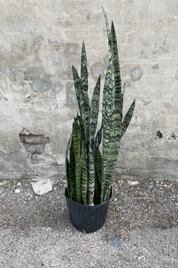 Sansevieria 'Wintergreen' 10"