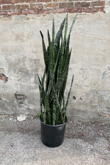 Sansevieria 'Wintergreen' 14"