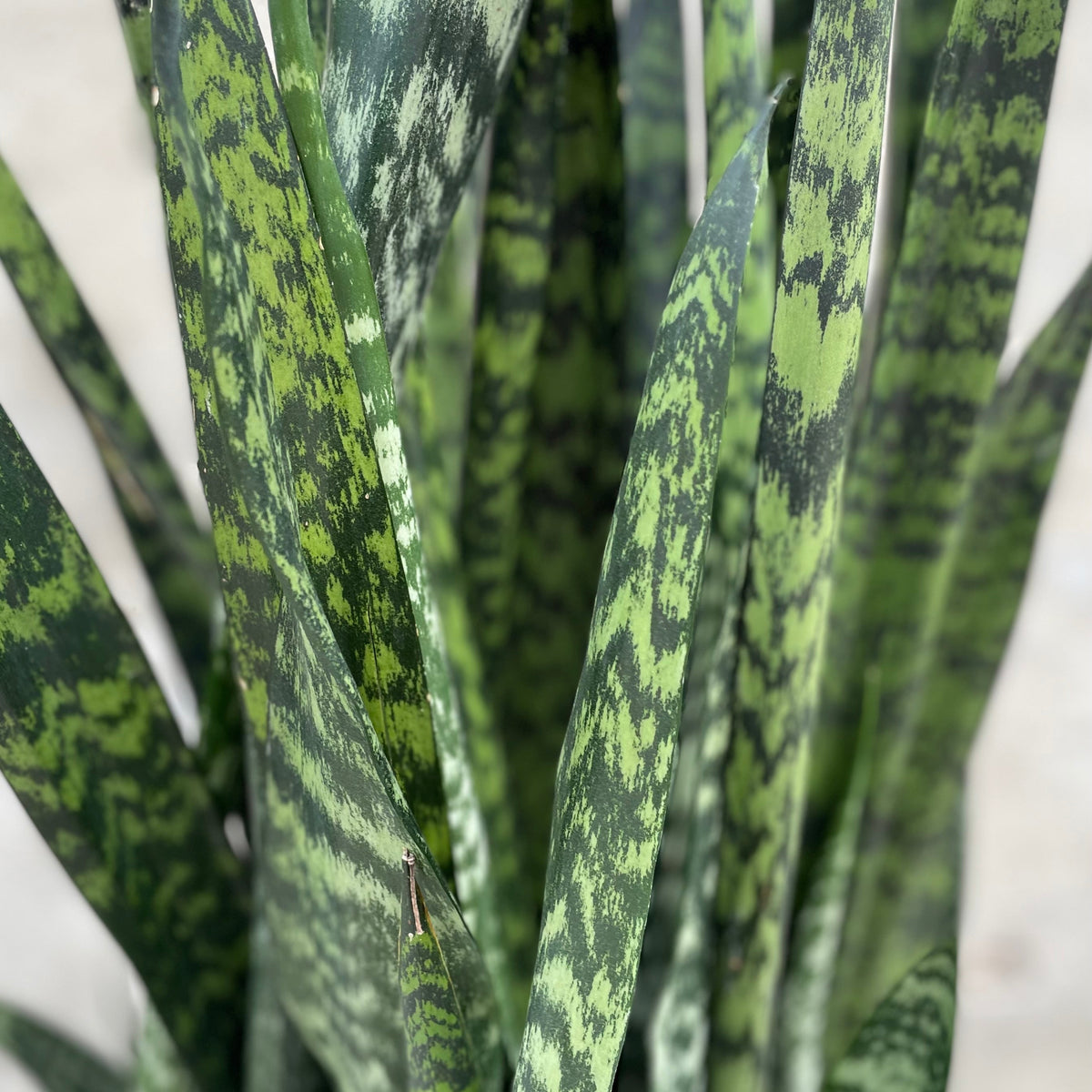 sansevieria wintergreen care Sansevieria 'Wintergreen' 14