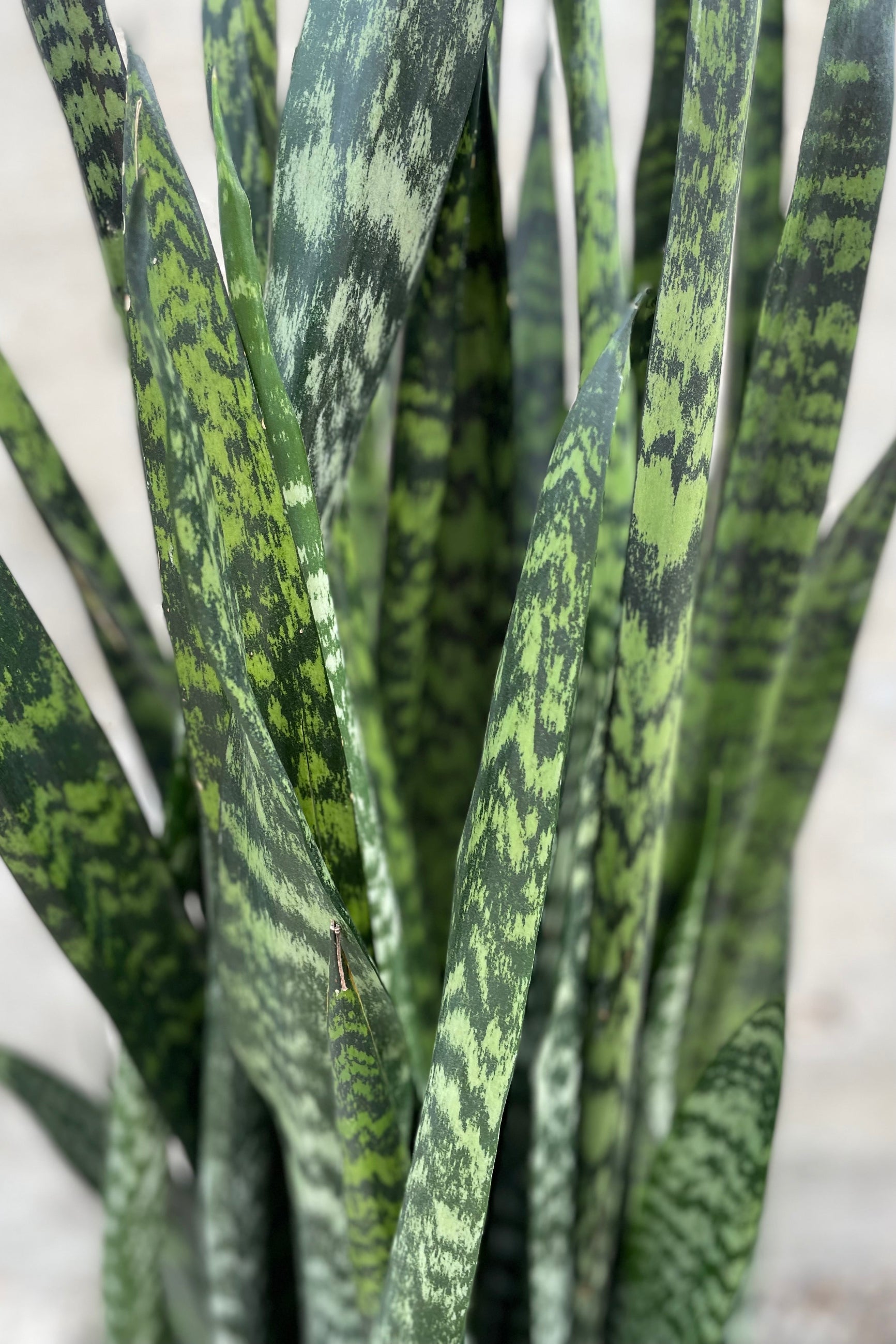 Sansevieria 'Wintergreen' leaves up close ©Sprout Home