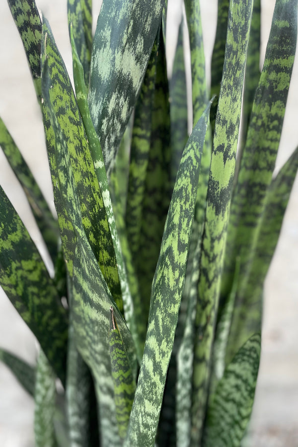 Sansevieria 'Wintergreen' 14"