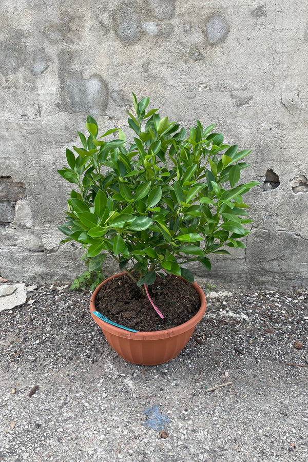 Citrus x microcarpa "Calamondin Orange" 12"