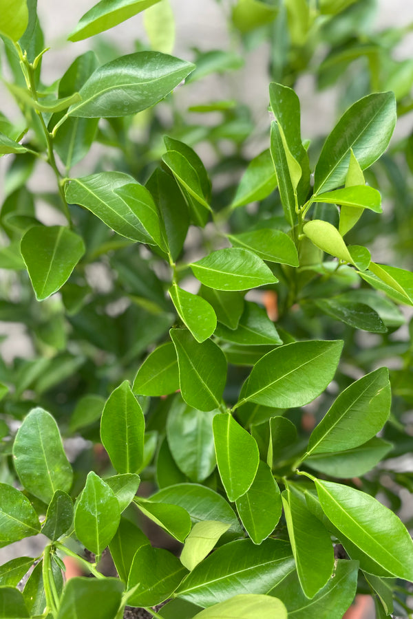 Citrus x microcarpa "Calamondin Orange" 12"