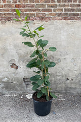 Ficus benghalensis 'Audrey' column form 14"