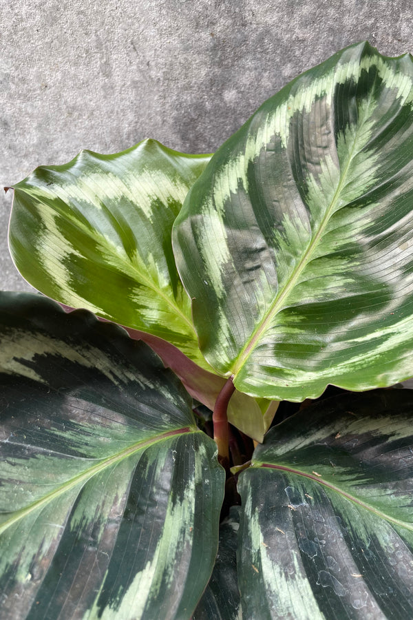 Calathea 'Medallion' 6"