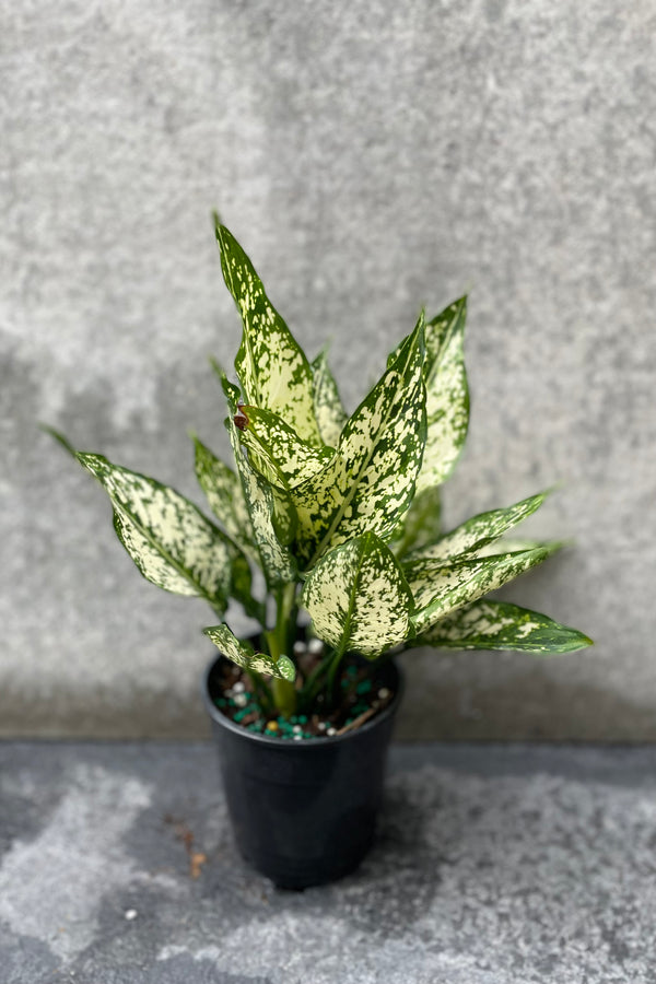 Aglaonema 'Spring Snow' in grow pot in front of grey background