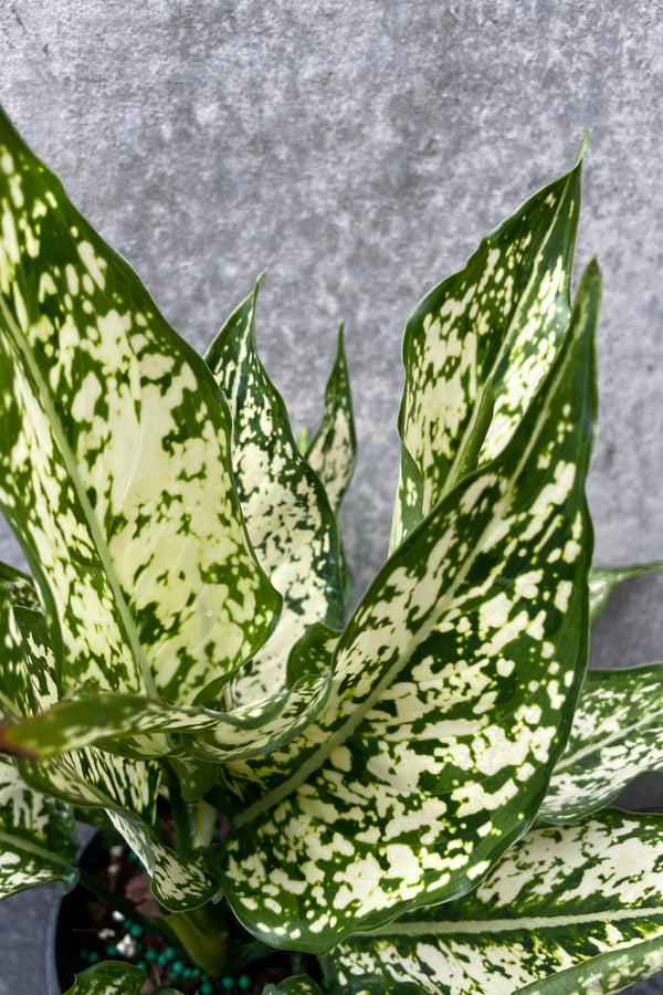 Close up of Aglaonema 'Spring Snow' leaves