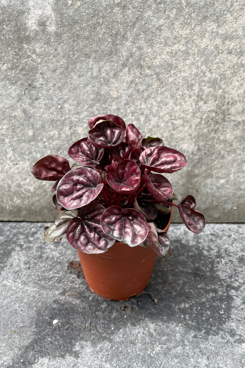 Peperomia caperata 'Schumi Red' in grow pot in front of grey background