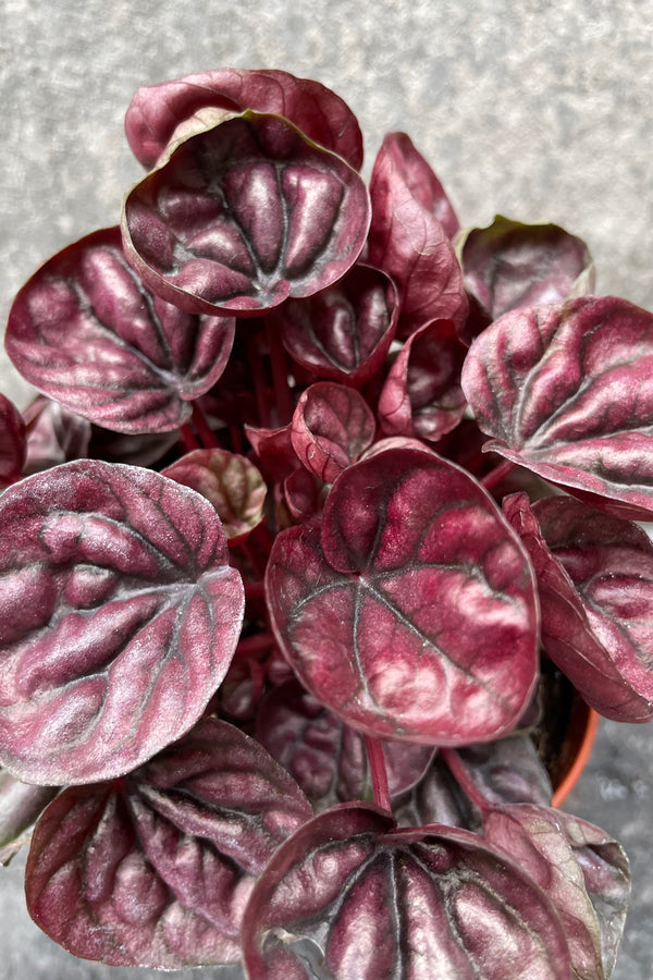 Close up of Peperomia caperata 'Schumi Red' foliage