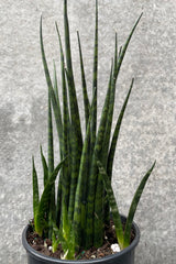 Close up of Sansevieria 'Fernwood' leaves in front of grey background