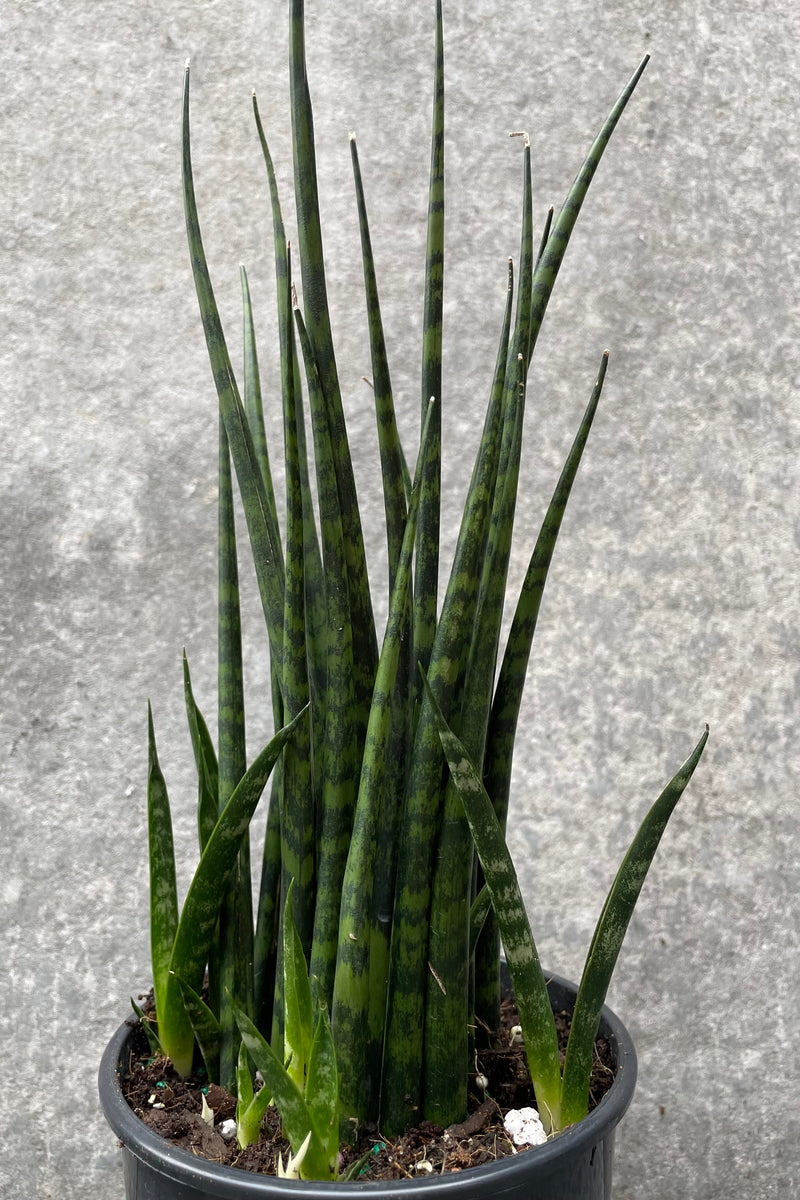 Close up of Sansevieria 'Fernwood' leaves in front of grey background