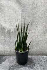 Sansevieria 'Fernwood' in grow pot in front of grey background