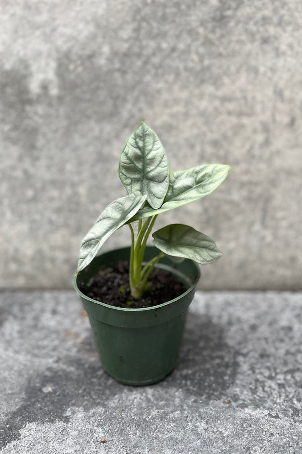 Alocasia baginda 'Silver Dragon' in grow pot in front of grey background