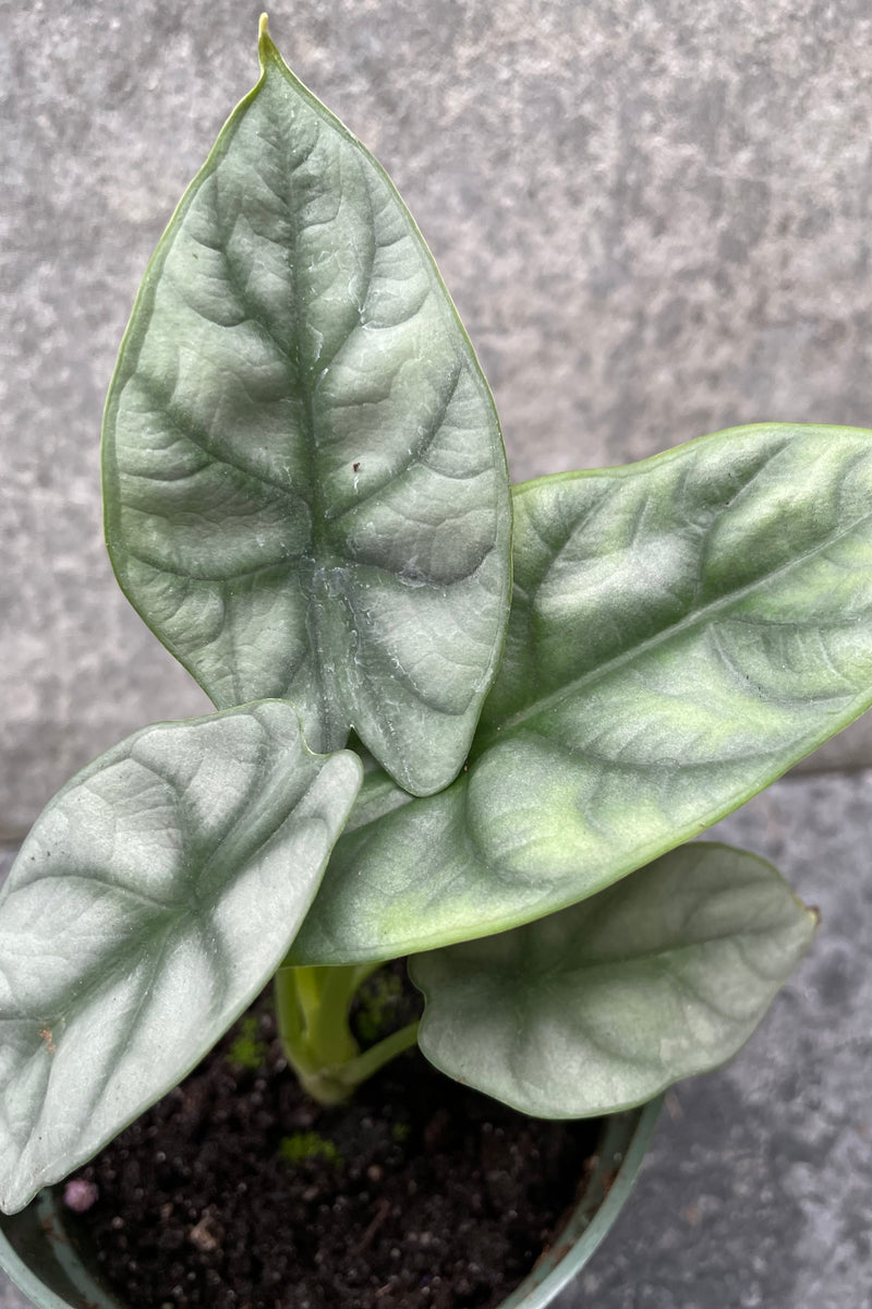 Close up of Alocasia baginda 'Silver Dragon' leaves