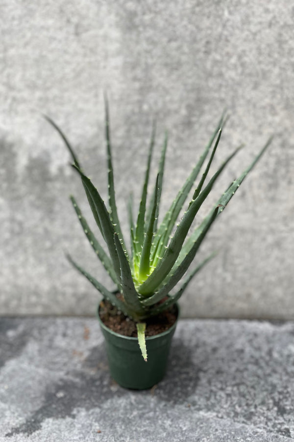 Aloe humilis "Hedgehog" in grow pot in front of grey background