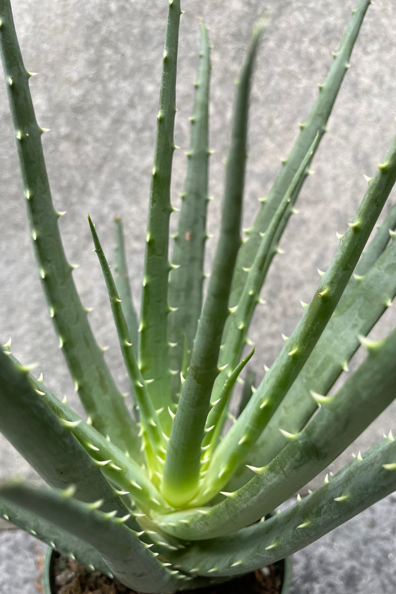 Close up of Aloe humilis "Hedgehog" in front of grey background