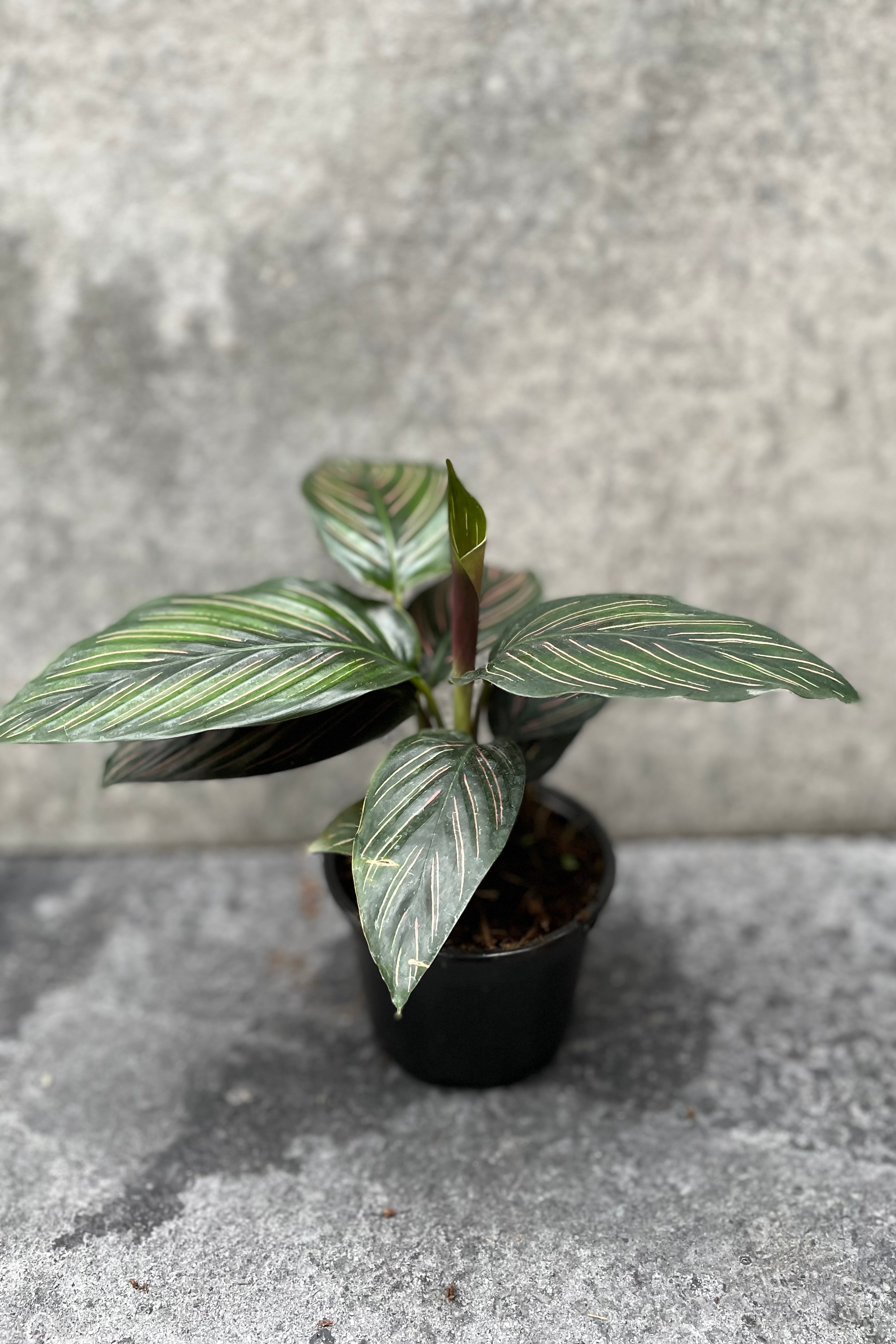 Calathea 'Beauty Star' in grow pot in front of grey background