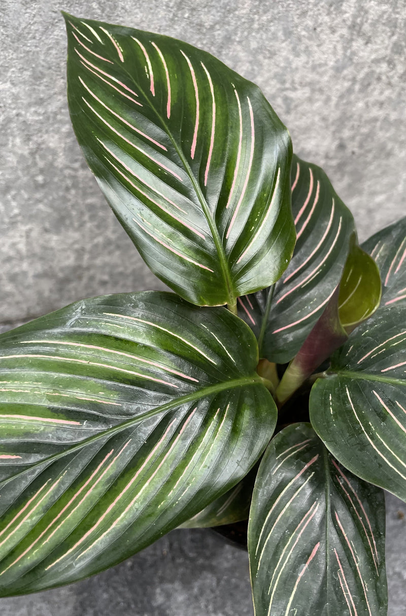 Close up of green and pink Calathea 'Beauty Star' leaves