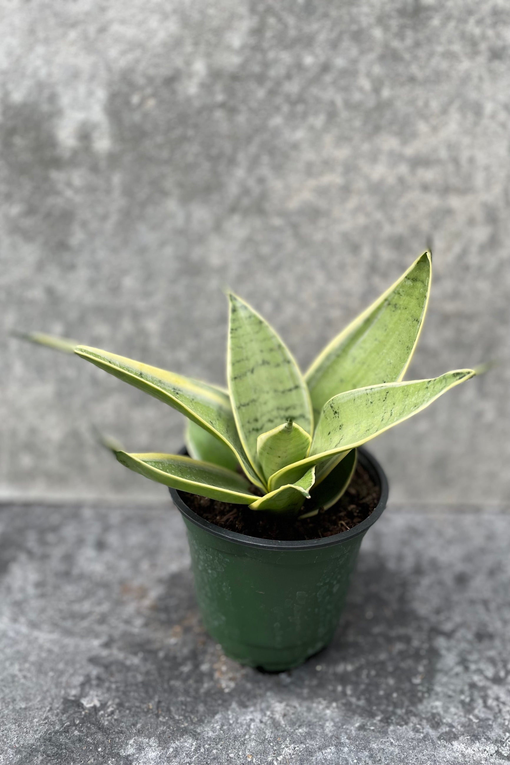 a light green colored Sansevieria plant In a 4" growers pot ©Sprout Home