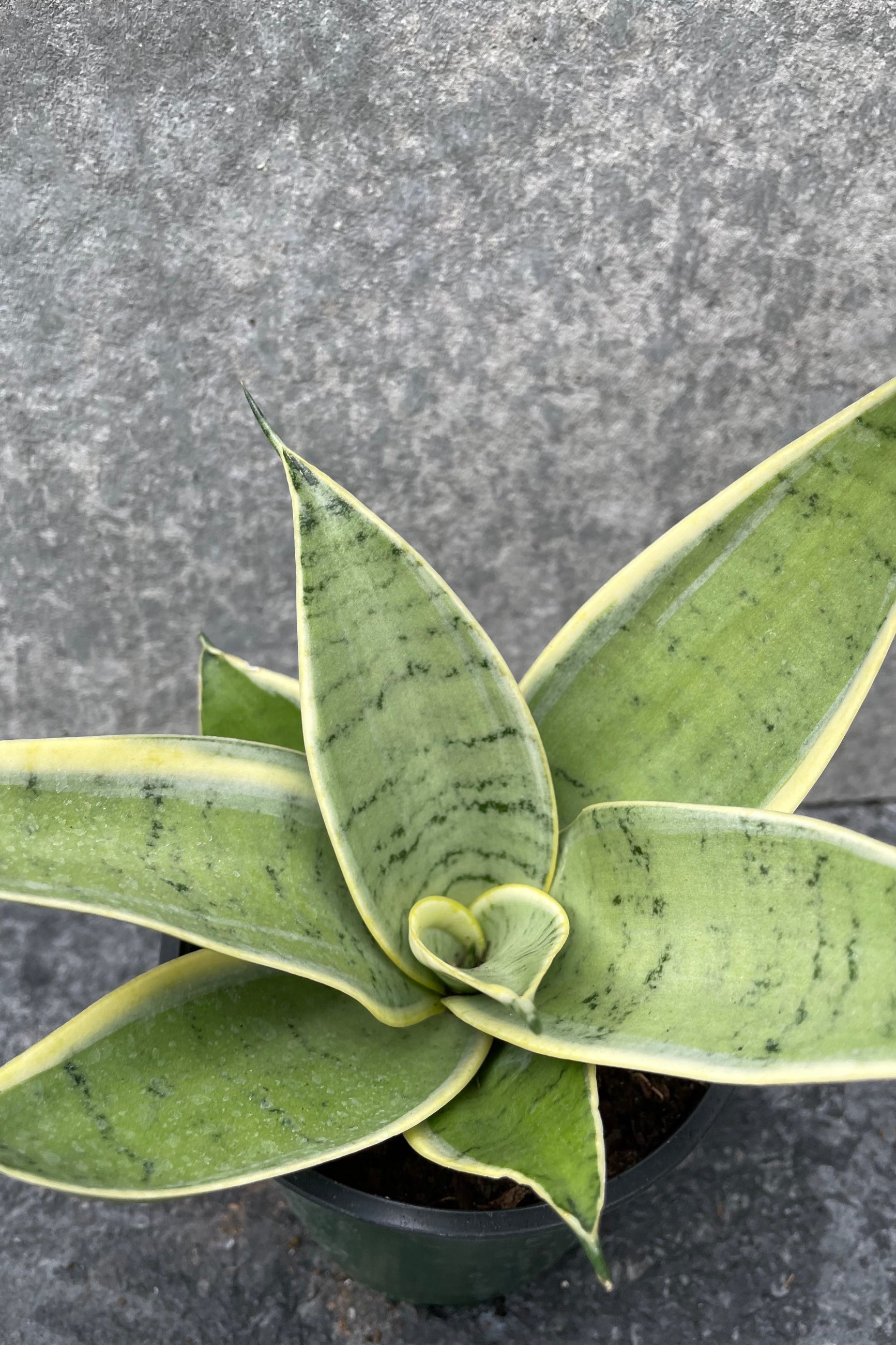 Sansevieria plant looking at it from above ©Sprout Home