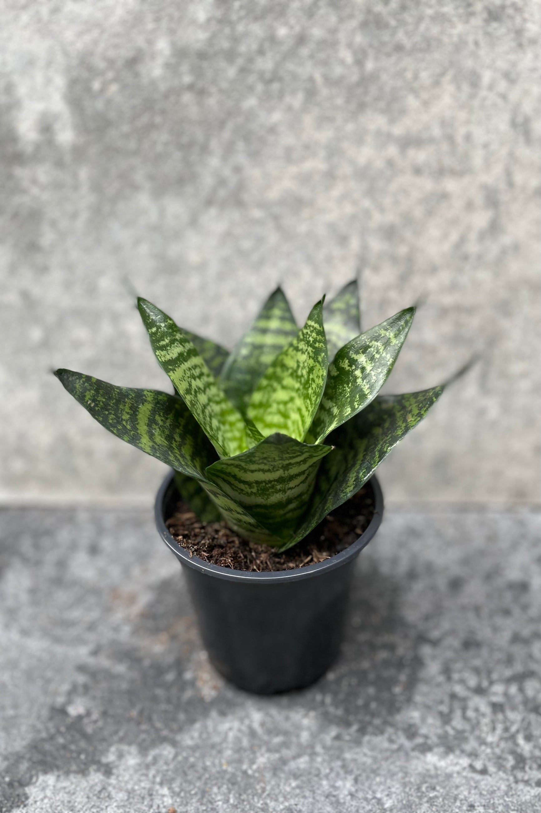 a 4" growers pot filled with a green and light green patterned Mother in Law Tongue plant ©Sprout Home