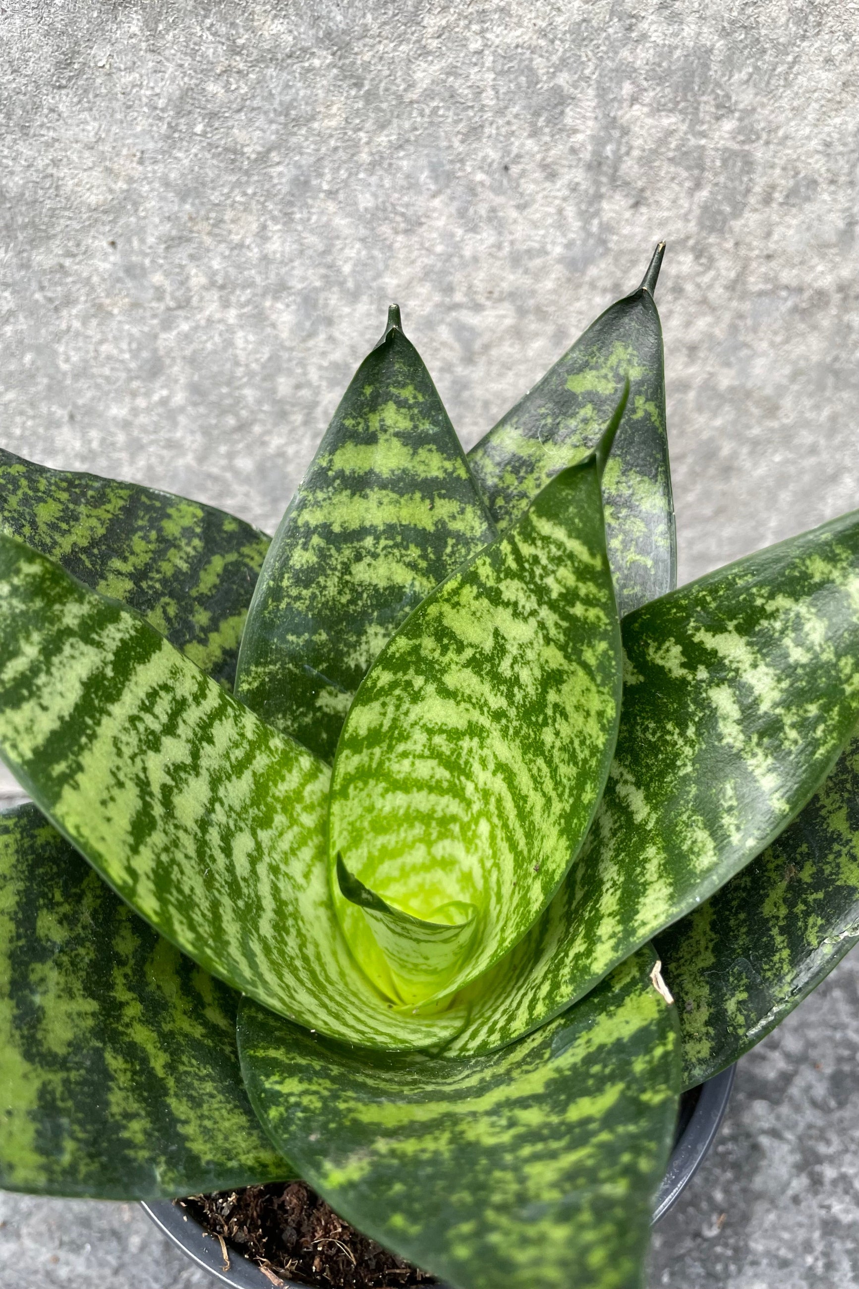 Sansevieria plant looking down at it from above ©Sprout Home