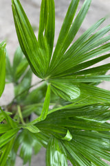 Close up of Livistona chinensis "Fan Palm" leaves