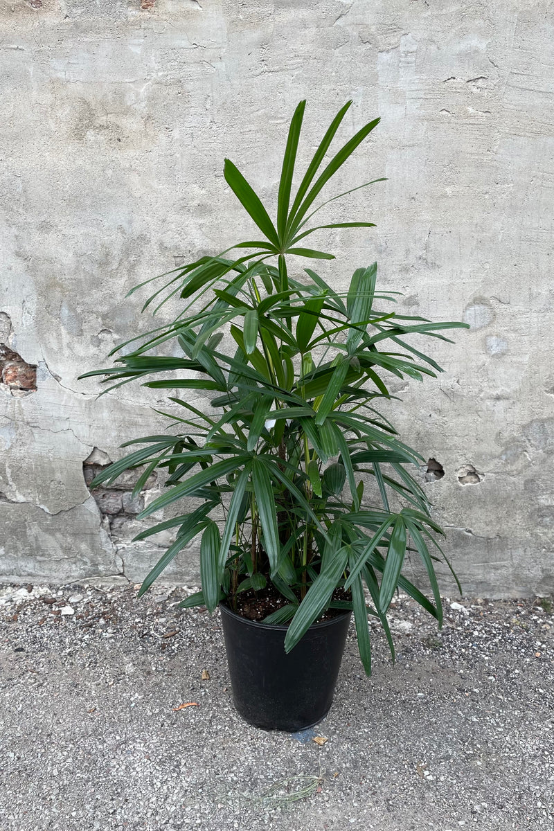 Rhapis excelsa in grow pot in front of concrete wall